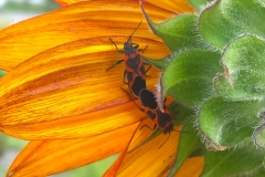 milkweed-bugs