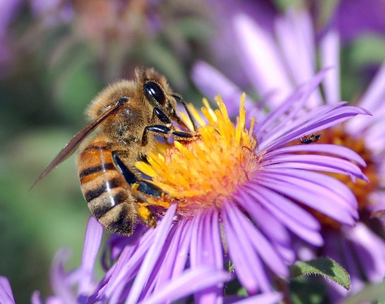 Pollinating with Content