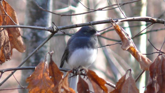 Dark-eyed_Junco