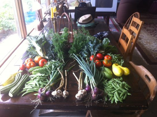 dacha 2016 summer harvest